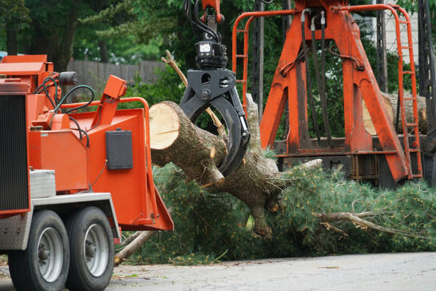 Best Emergency Tree Removal  in Fernley, NV