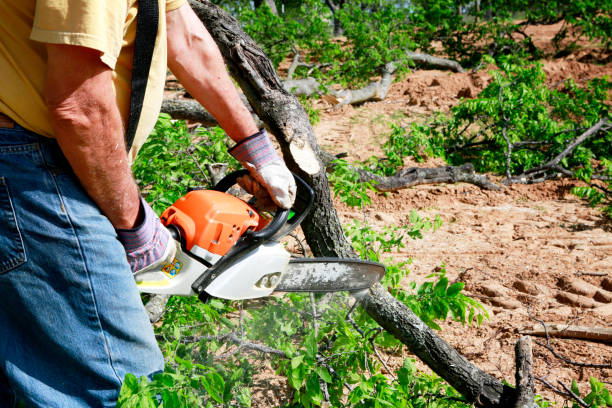 Best Root Management and Removal  in Fernley, NV